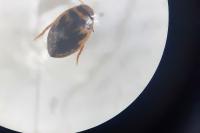 Hygrotus inaequalis