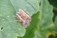 Lixus ochraceus