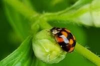 Adalia decempunctata