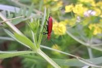 Pyrochroa serraticornis