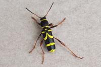Clytus arietis