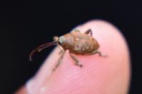 Curculio glandium