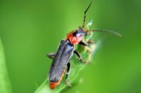 Cantharis fusca
