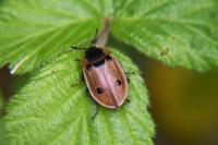 Dendroxena quadrimaculata