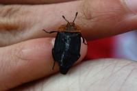 Oiceoptoma thoracicum