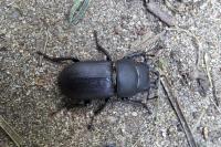 Dorcus parallelipipedus