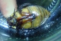 Cybister lateralimarginalis