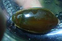 Cybister lateralimarginalis