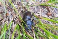 Lucanus cervus cervus