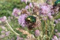 Cetonia aurata