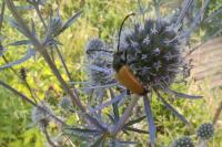 Stictoleptura fulva