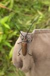Aromia moschata