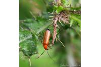 Rhagonycha fulva