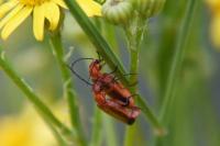 Rhagonycha fulva