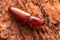Corticeus unicolor