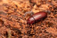 Uloma culinaris