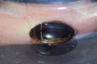 Hydaticus transversalis