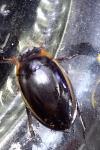 Hydaticus seminiger