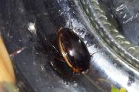 Hydaticus seminiger