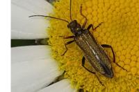 Oedemera flavipes