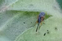 Rhopalapion longirostre