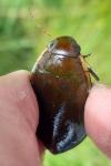 Cybister lateralimarginalis