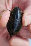Cybister lateralimarginalis