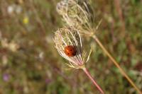 Coccinella septempunctata