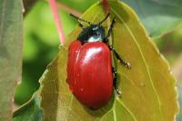 Chrysomela populi