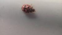 Oenopia conglobata