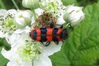 Trichodes alvearius