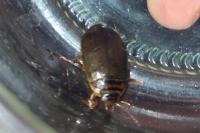 Acilius canaliculatus