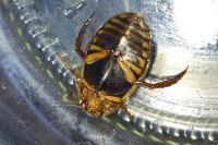 Acilius canaliculatus
