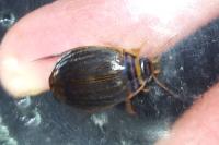 Acilius canaliculatus