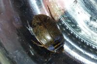 Acilius sulcatus