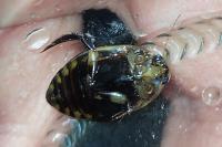 Acilius sulcatus