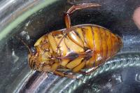 Dytiscus marginalis