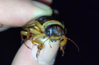Dytiscus marginalis