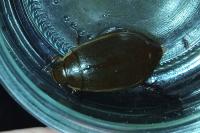 Cybister lateralimarginalis