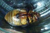 Cybister lateralimarginalis