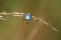 Hoplia coerulea