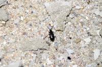 Loricera pilicornis