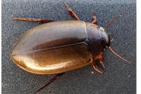 Colymbetes fuscus
