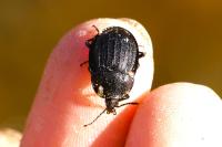 Phosphuga atrata