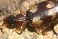 Calodromius bifasciatus