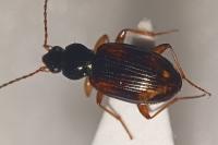 Bembidion tetracolum
