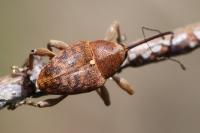 Curculio glandium