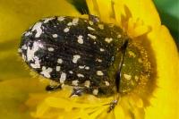 Oxythyrea funesta