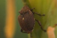 Mononychus punctumalbum
