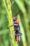 Cantharis fusca